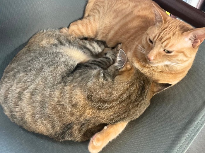 メス猫に腕枕をするオス猫