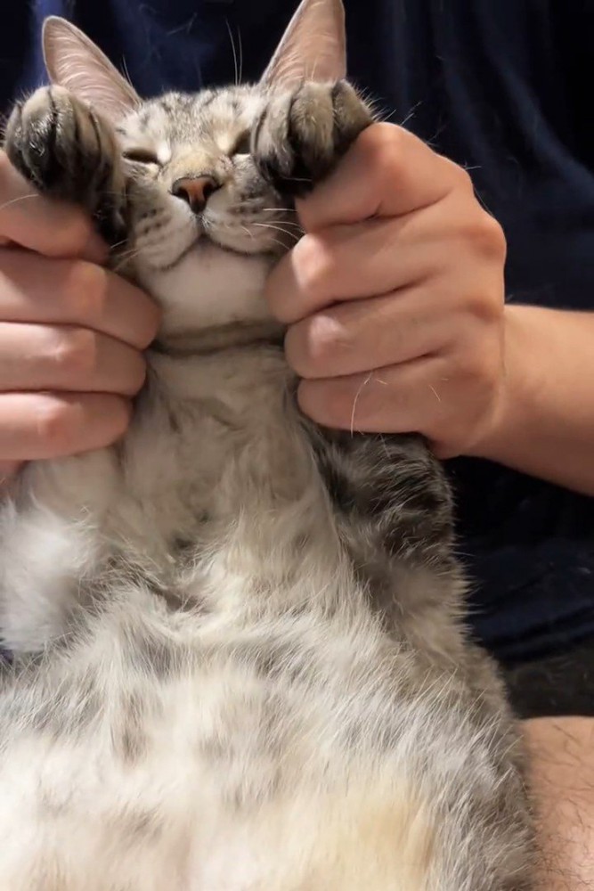 前足を顔の横につけられる猫