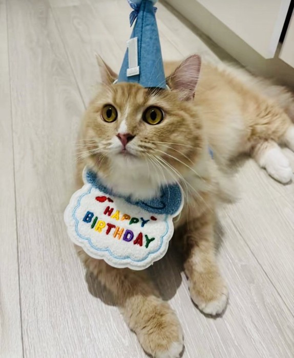 誕生日のお祝いをしてもらうサイベリアン