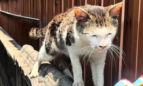 おやつを嗅ぐ猫