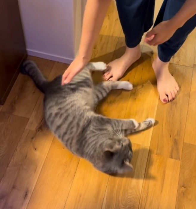 床の上に倒れる猫