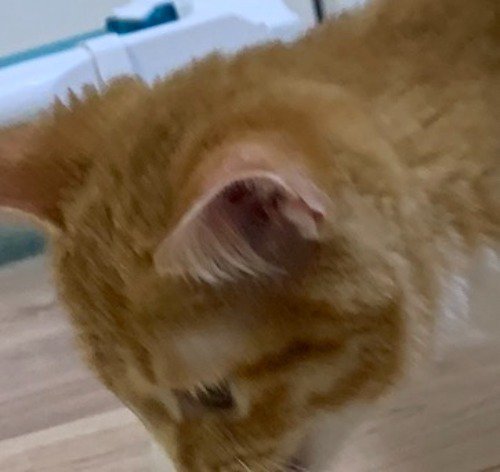 メガネを見つめる子猫