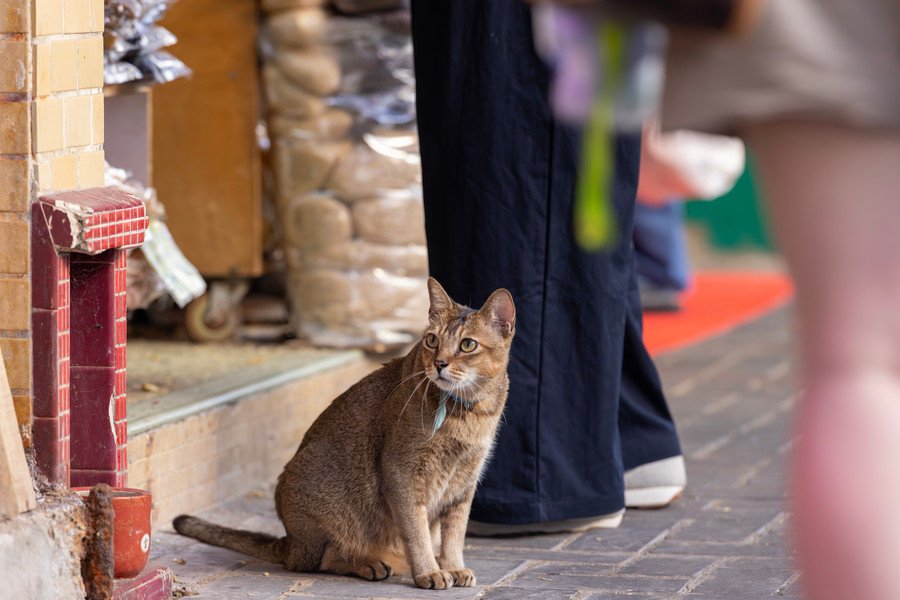 ボデガの店舗前にたたずむ猫