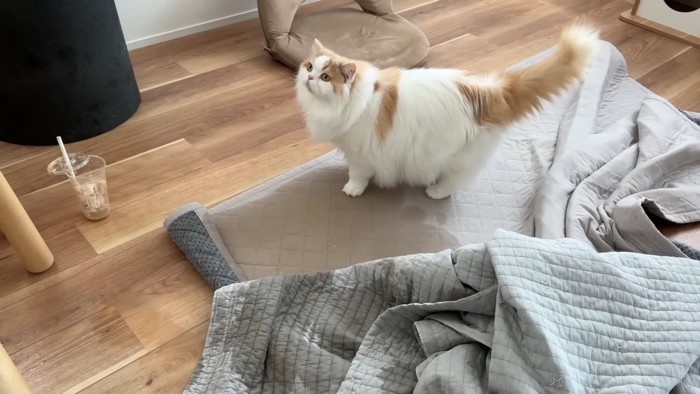 汚れたラグとレモンくん