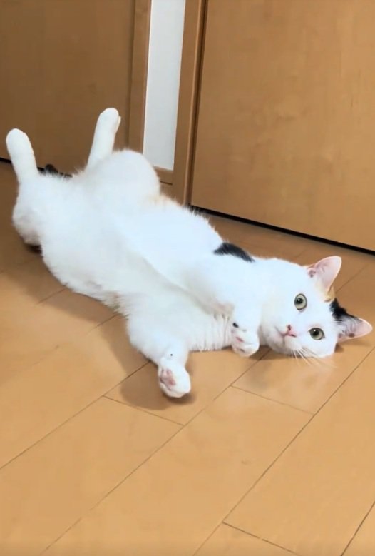 寝転がる猫
