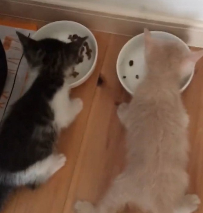 ご飯に夢中な2匹の猫