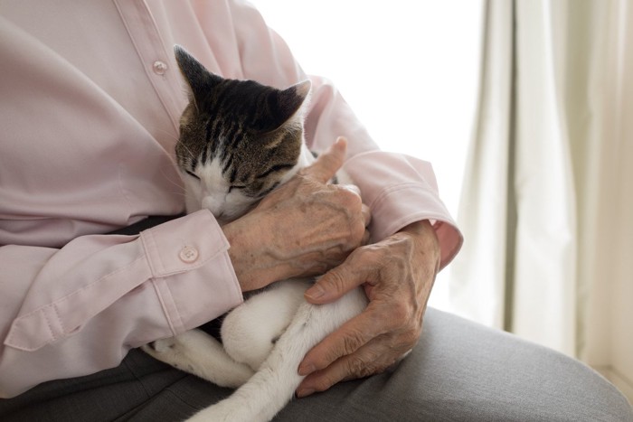 猫を抱くシニアの手