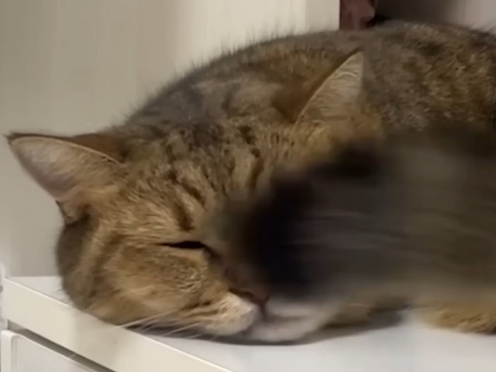 自分のしっぽが顔に当たった瞬間