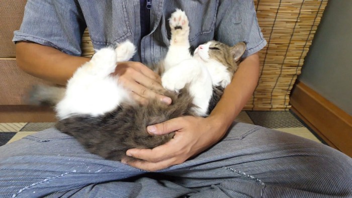 お腹をなでられていた猫が目をつむった瞬間