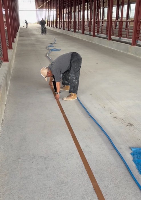 テープを見つめる子猫