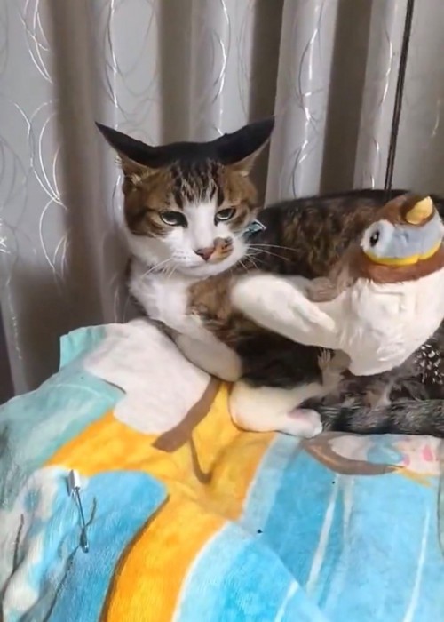 イカ耳で冷たい目線の猫