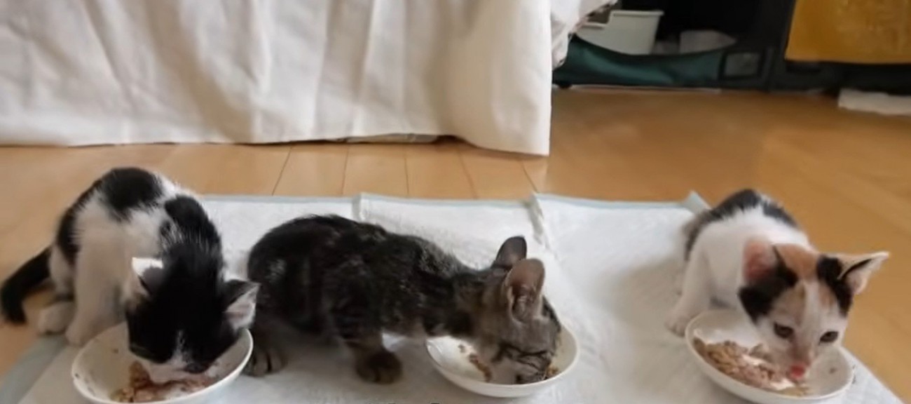 ご飯を食べている3匹の子猫
