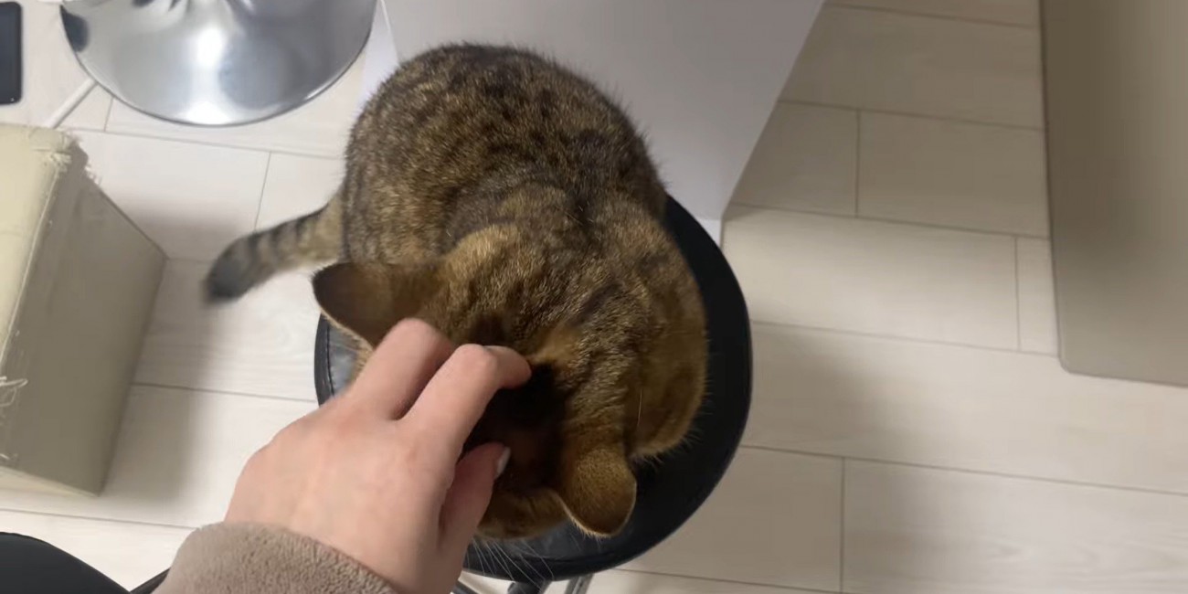頭を撫でられる猫