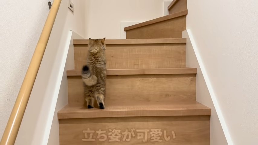 階段を登る子猫