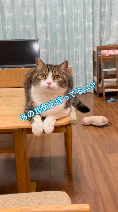 目を開いて飼い主を見つめる猫