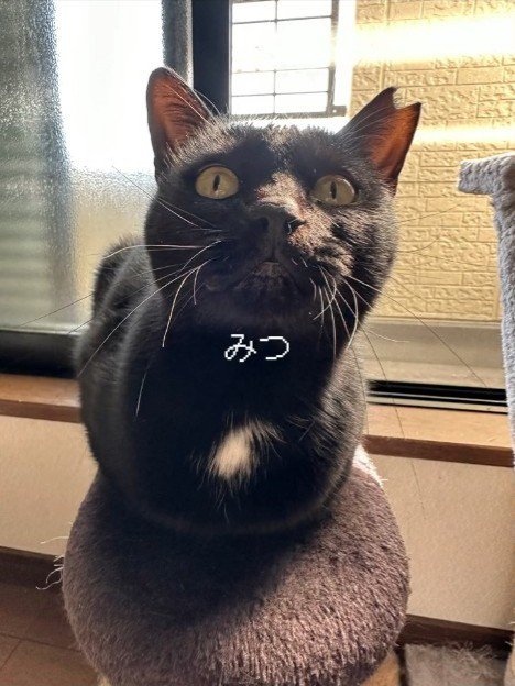 座って見上げる猫