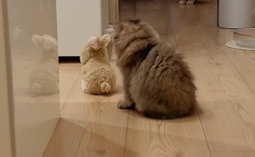 後ろを向く猫 