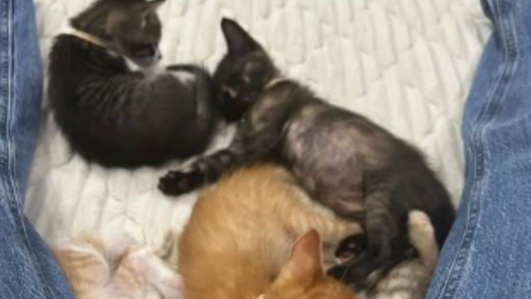 股の間で眠る子猫