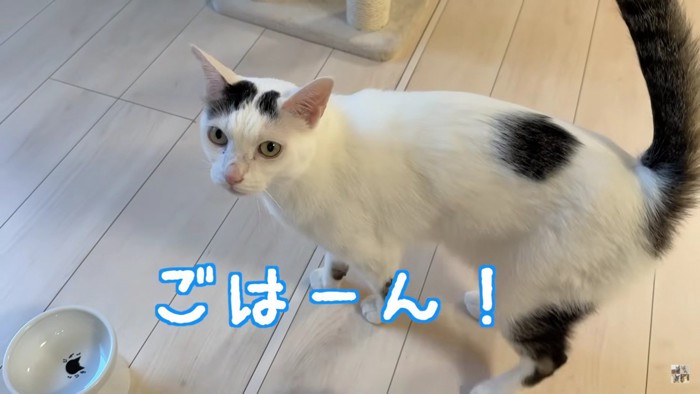 横向きの猫