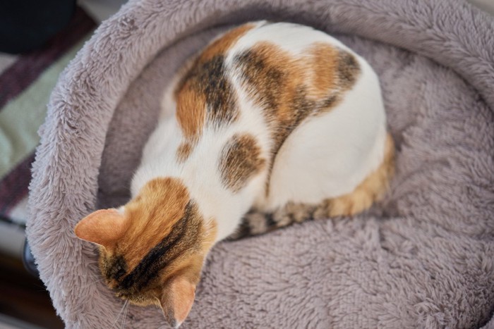 背中にハートの柄がある猫