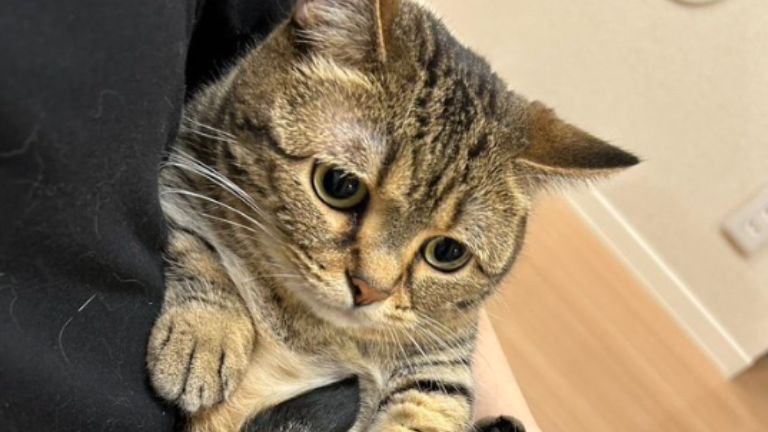 抱かれている猫