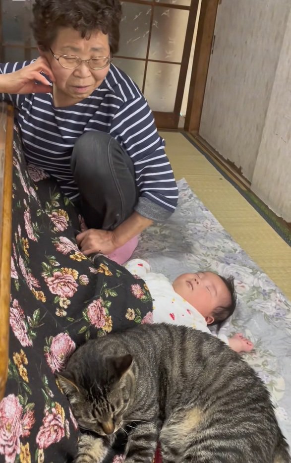 番猫みたいなちーすけくん