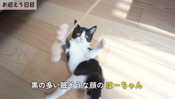 黒色が多い子猫