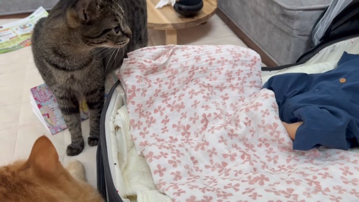 離れて赤ちゃんを見るキジトラ