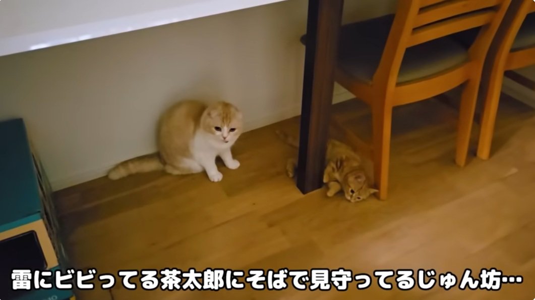 子猫を見守るスコティッシュフォールド