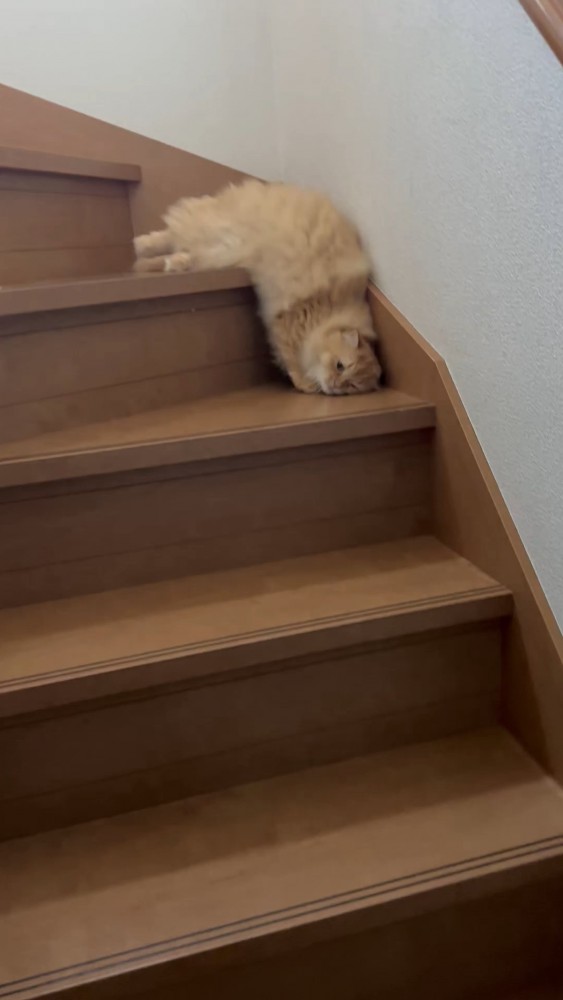 階段でだらんとする猫