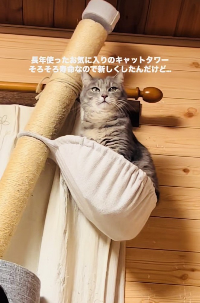 キャットタワーのハンモックで寛ぐサバトラ猫