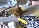 咥えていたねこじゃらしの部品を放す猫