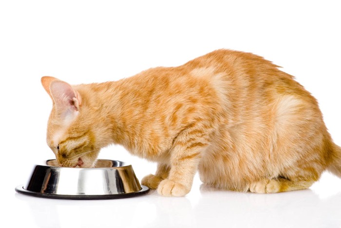 ごはんを食べる茶トラ猫