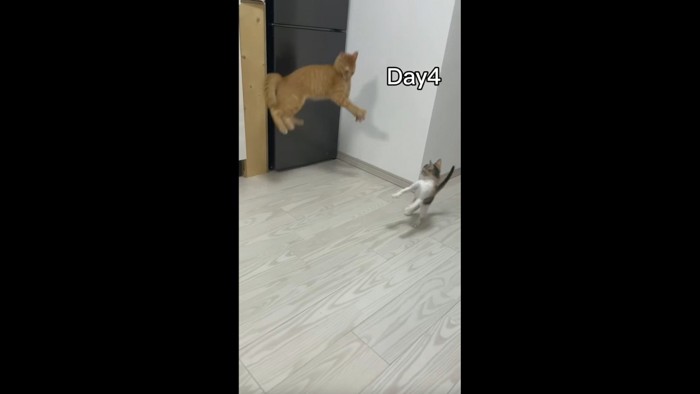 飛び上がる茶トラと子猫