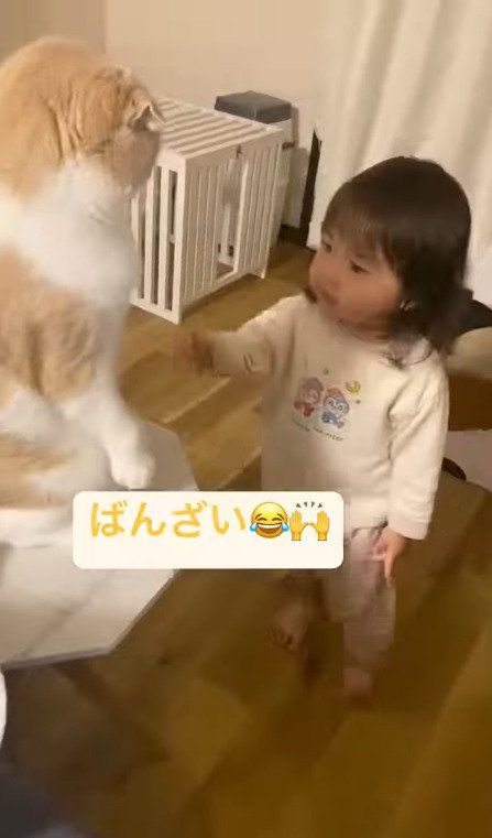 猫に触れたい娘さん