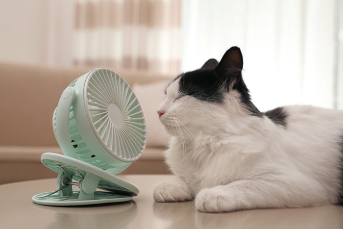 扇風機の直風に当たる猫