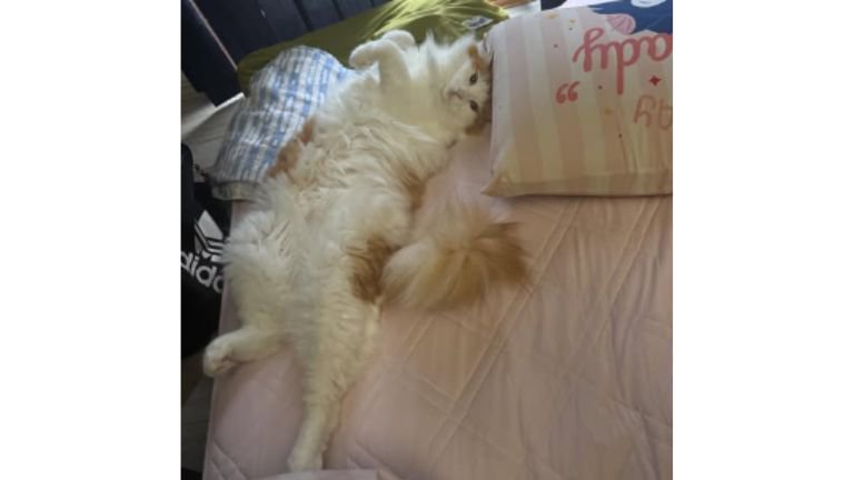 ヘソ天している猫