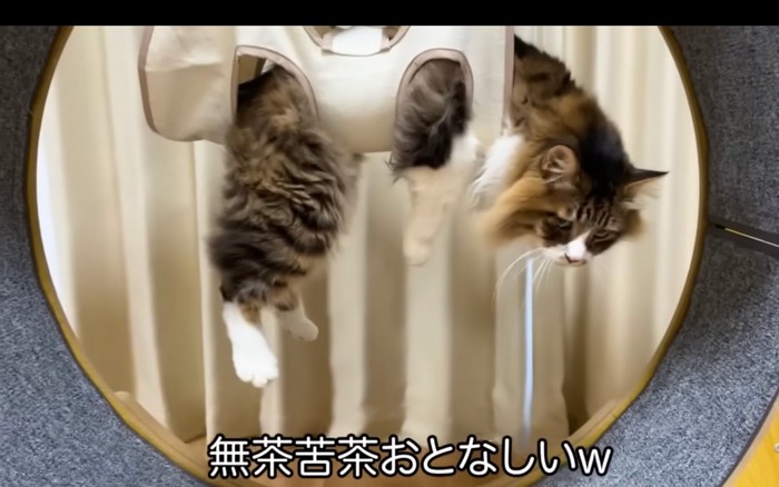 無抵抗の猫