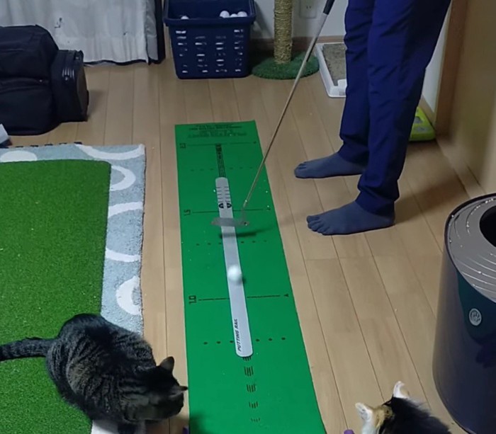 ホールに向かって転がるゴルフボール