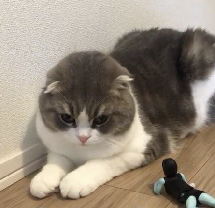 近づいてくるゾンビのおもちゃを見つめる猫