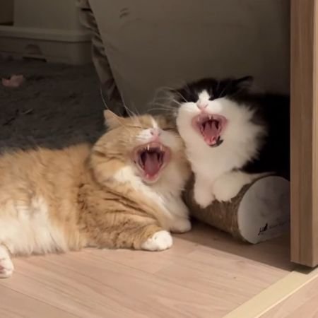 牙を見せて大きな口を開ける2匹の猫