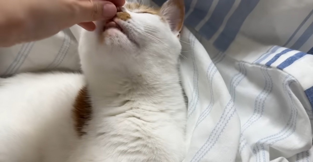 指にスリスリする猫