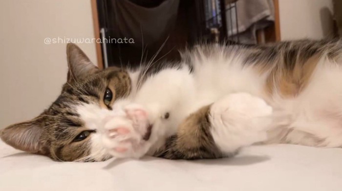 寝転がった体勢で、左右の前足を交互に握る猫