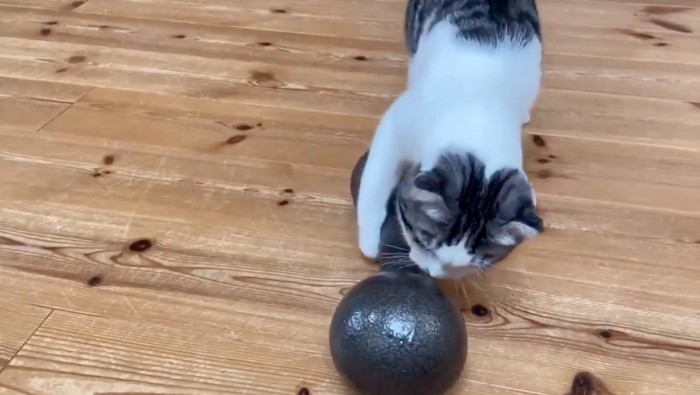 ダンベルに前足を伸ばす