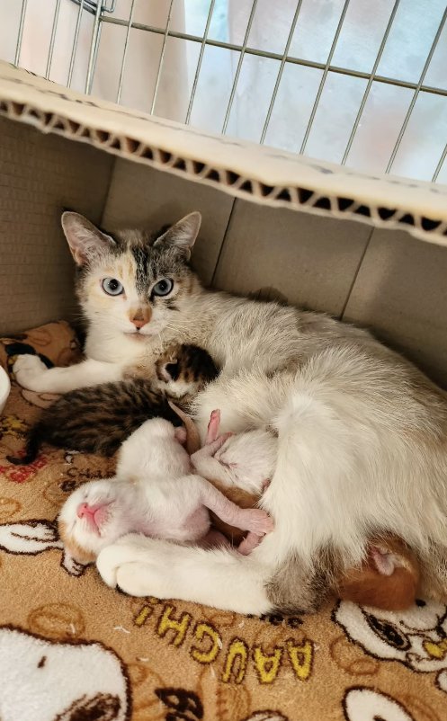 段ボールの中で子猫と一緒にいる母猫