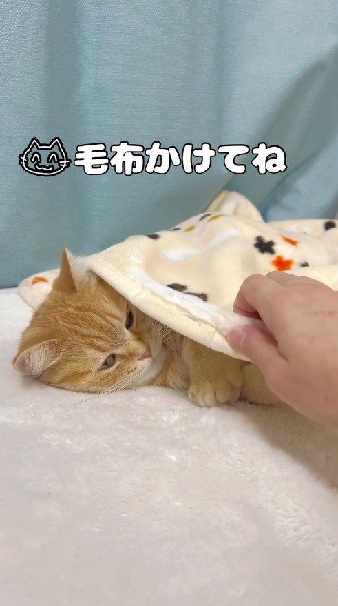 猫にかかっている毛布を掴む飼い主