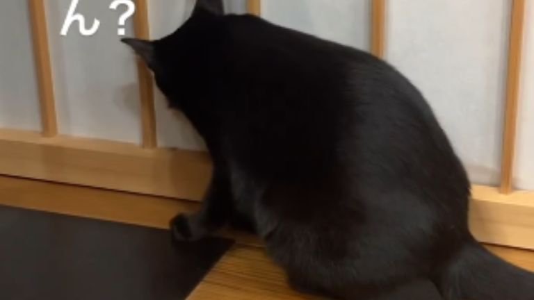 破れた障子と猫