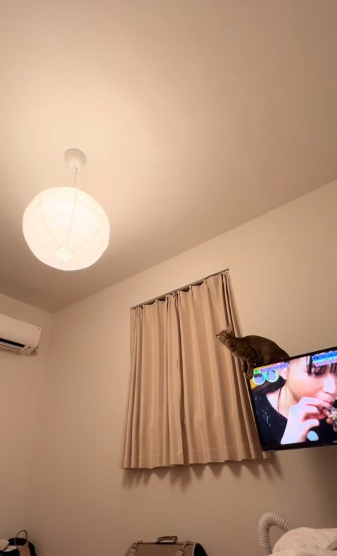 テレビの上に乗る猫