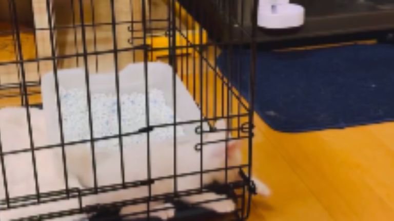 ケージの中にいる子猫