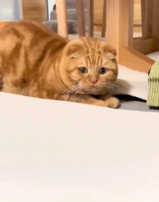 後ずさりする寅くん